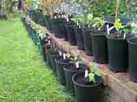 new apple seedlings from 2014 pollinations