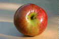 Surfleet Sour: a red-fleshed apple; pic: Daphne Ledward.