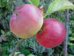 Surfleet Sour on MM106, Sep 08. It tastes much sweeter on a good rootstock