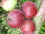 possible leicestershire sweetings apple