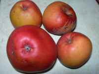 webster pinkmeat apples