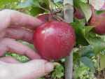 weirouge; german apple; redfleshed commercial variety