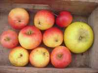 wickson, unusual apple variety, photogrpahed with wyken pippin for scale