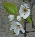 Unknown Pear, blossom, 2 Apr 08