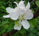 Wyggeston Pippin blossom