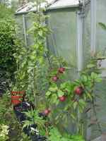 young apple trees on rootstock mm106, a year later