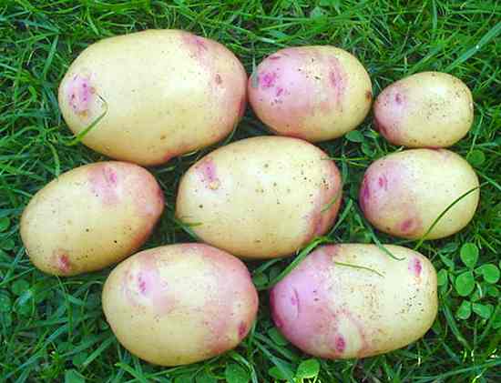 Potatoes,DIVERSITY,english,heirloom,varieties,pentland lustre