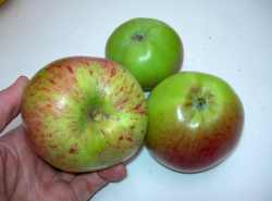 suspected ashby apple