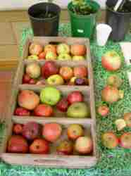 Donisthorpe apple day 