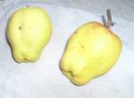 unidentified apple found in burnage; probably Golden Spire