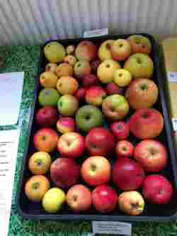 apple day