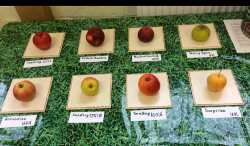 apple day