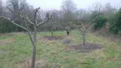 cotesbach pruning day, 2025