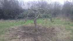 cotesbach pruning day, 2025