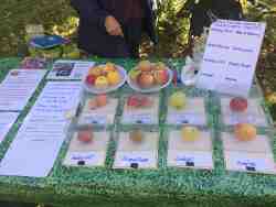 donisthorpe apple day