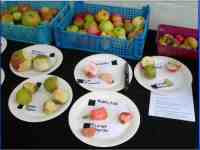 Leicestershire heritage Apples at Donisthorpe Apple Day