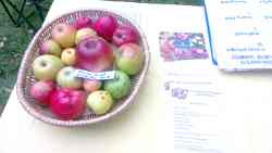 Apple tasting, Donisthorpe Orchard, 2024