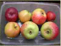 Leicestershire heritage Apples talk, Stoke Golding, Baxter Hall, 19 Sep 2013
