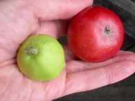 earliest apples in 2015