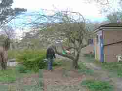 restoring the orchard, secret garden, glenfield, apr 20192019,
