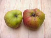 Leicestershire Heritage Apples: Park Farm apple; unique seedling
