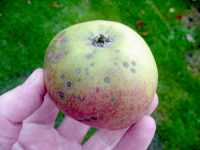Leicestershire Heritage Apples: possible St. Cecilia apple found Nov 13 in St. Joseph's parish, near Mt. St. Bernard Abbey. 