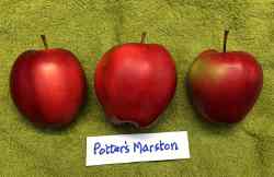 Potters Marston apple, photographed in early October