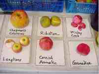 Leicestershire Heritage Apples at Sapcote Applefest