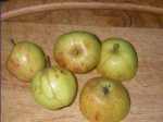 leicestershire sweetings apple