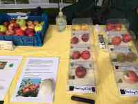 Swithland flower and fruit show