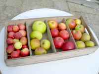 waterloo cottage farm apple juicing